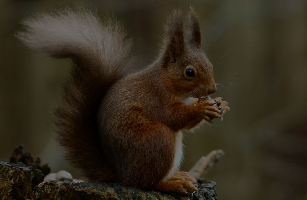 Squirrel Posing. (Photographer: Peter Trimming)